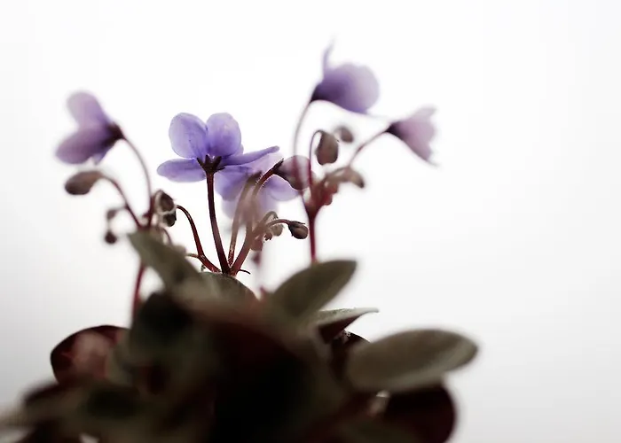 La Manufacture מלון פריז